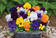 Viola c. Sorbet Mixture F1 500 seeds