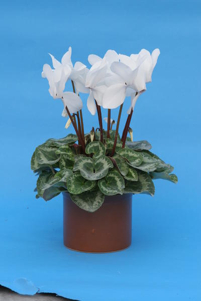flower and vegetable seeds - Cyclamen persicum White 100 seeds -  Cernyseed.cz